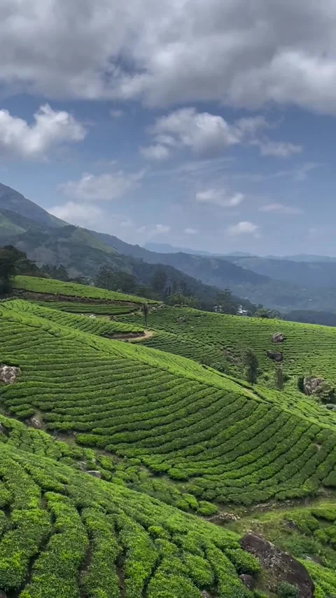 Rolling Green Tea Gardens in Mountain Valley Vídeos de archivo 340563975