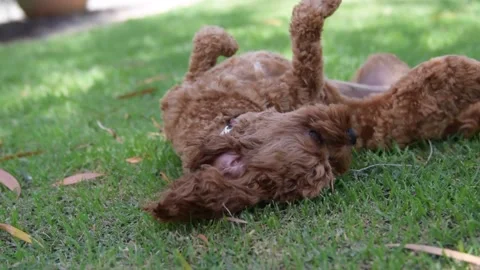 Rolling on ground Stockbeeldmateriaal 170590863