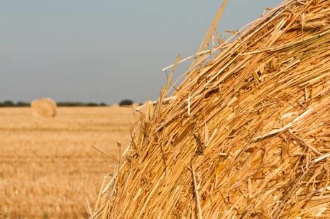 Rolling haystack and wheat Stock Photos