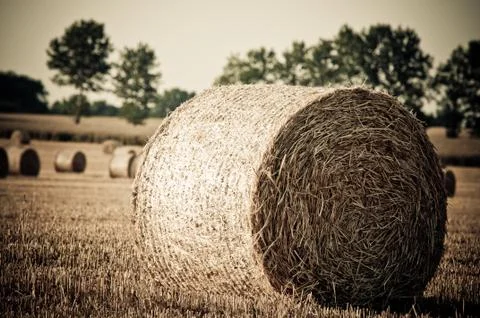 Rolling haystack on farmer field Stock Photos