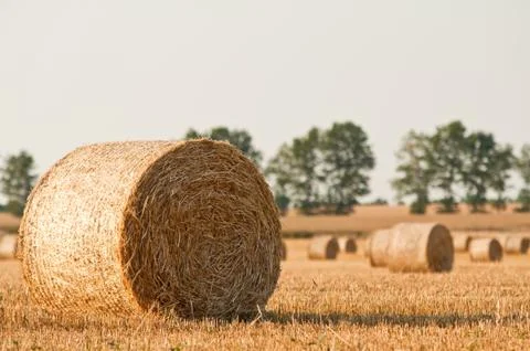Rolling haystack on farmer field Stock Photos