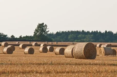 Rolling haystack on farmer field Stock Photos