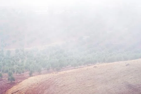 Rolling Hills and Olive Fields Veiled in Mist Stock Photos