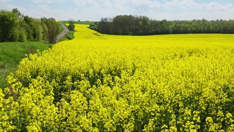 Rolling hills of blooming rapeseed stretch beneath a hedgerow-lined horizon. Stock Footage 343165782