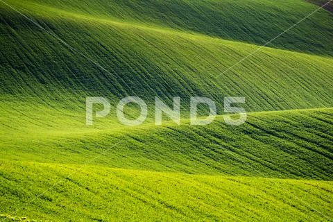Rolling hills of green wheat fields. Amazing fairy minimalistic landscape wit Stock Photos