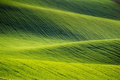 Rolling hills of green wheat fields. Amazing fairy minimalistic landscape wit Stock Photos