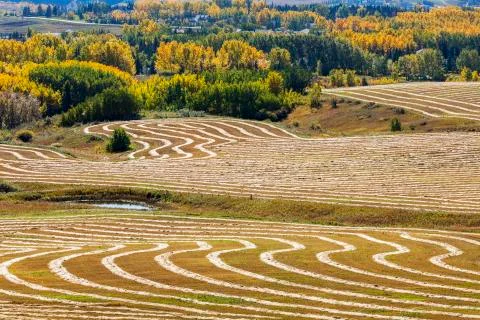 Rolling hills of interesting patterned harvest lines of cut grain reflecting sun Foto stock