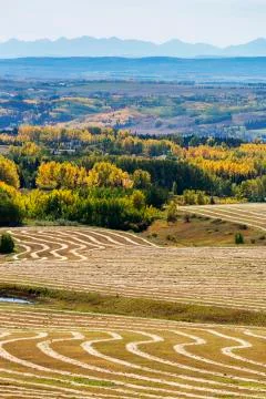 Rolling hills of interesting patterned harvest lines of cut grain reflecting sun Foto stock