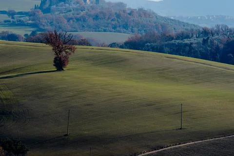 Rolling hills with isolated tree and fields in Italy Stock Photos