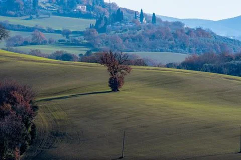 Rolling hills with isolated tree and village in Italy Stock Photos