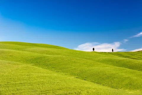 Rolling hills with trees and blue skies, Tuscany, Italy 스톡 사진