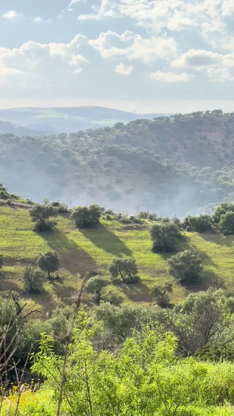 Rolling hillside olive grove landscape Stock Footage 336581031