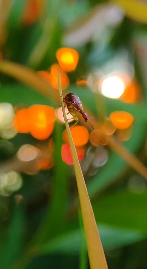Rolling Leaf Weevil Stock Footage 287092662