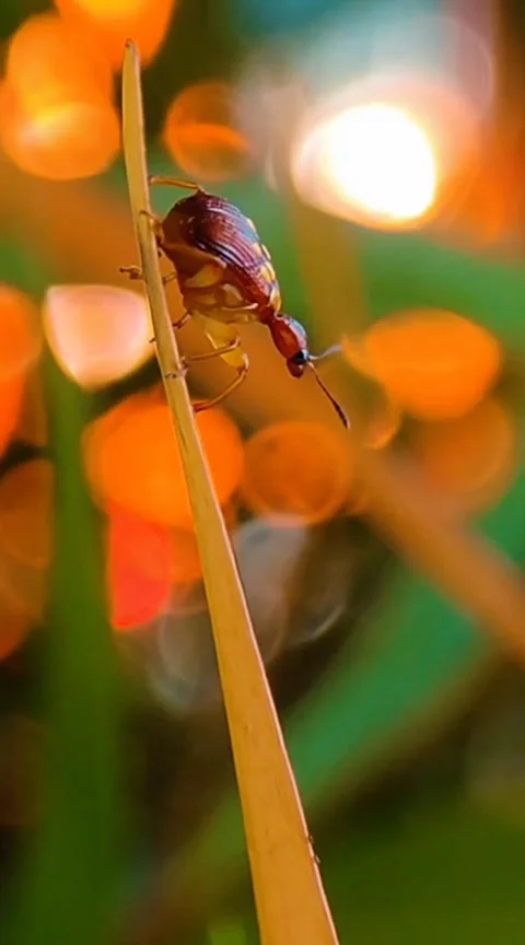 Rolling Leaf Weevil Stock Footage 287092874