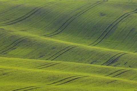 Rolling Moravian green fields with tractor tracks Foto stock