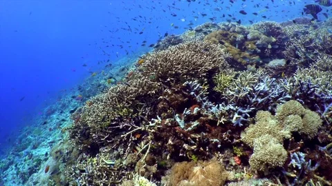 Rolling Movement Hard Corals Video stock 81953489