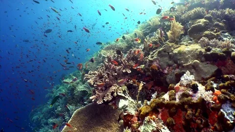 Rolling Movement Schooling Anthias Stock Footage 81953581