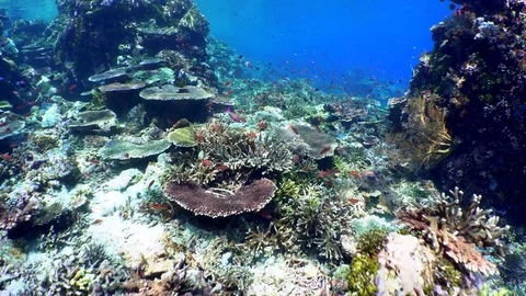 Rolling Over a Coral Reef Stock Footage 81953905