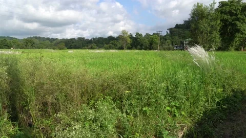 Rolling paddy field Stock Footage 161535134