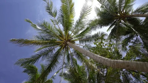 Rolling palm tree or coconut tree with blue sky of sunny day Stock Footage 122588312