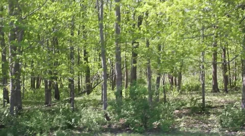 Rolling past a cowless pasture Stock Footage 6720508