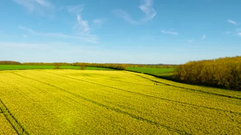 Rolling rapeseed fields bordered by forest edge under clear blue sky with light Video stock 336717891
