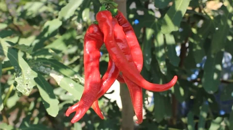 Rolling Red Hot Chilli Pepprs Stock Footage 41762708