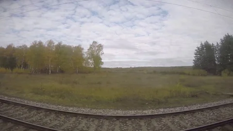 Rolling Shot of Massive Open Field Behind Rows of Siberian Birch Trees Stock Footage 81829395