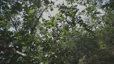 Rolling shot trough cherry trees Stock Footage 137473679