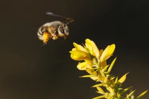 Rolling shutter effect on the wing of a solitary Eucera bee Stock Photos