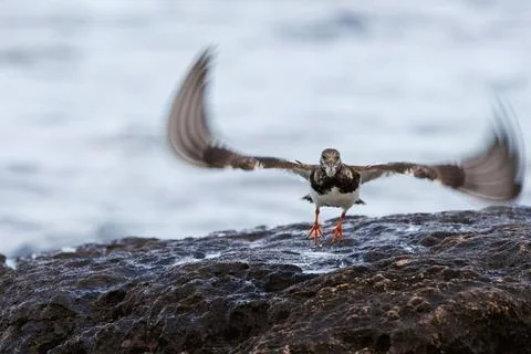 Rolling shutter effect on the wings of Arenaria interpres Photos