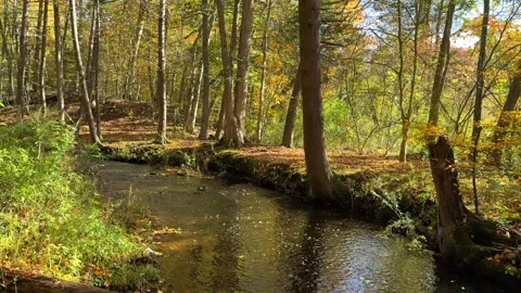 Rolling Stream in Early Fall Stock Footage 256909302