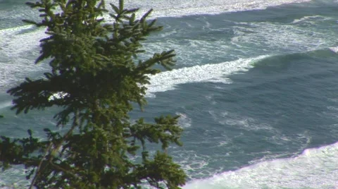 Rolling swells with pine tree Stock Footage 60407487