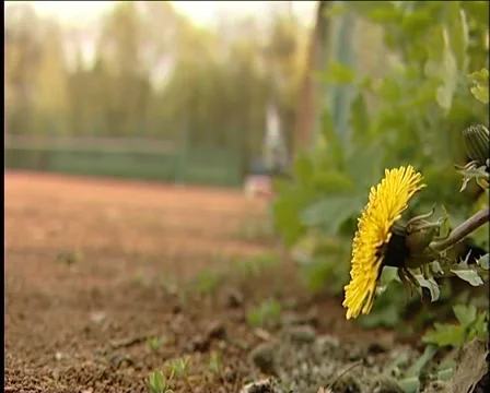 Rolling Tennis Balls 库存影片 1066761