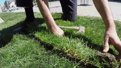 Rolling turf grass on the new lawn Stock Footage 62400486