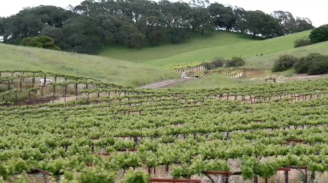 Rolling Vineyard Hills Stock Footage 690652