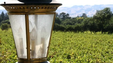 Rolling Vineyards Stock Footage 850304