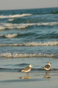 Rolling waves Stock Photos