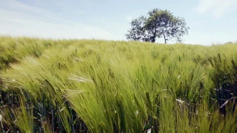 Rolling wheat field in springtime in front of a tree Stock Footage 109989581