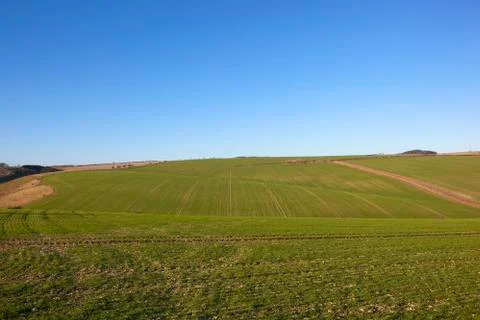 Rolling wheat fields Stock Photos