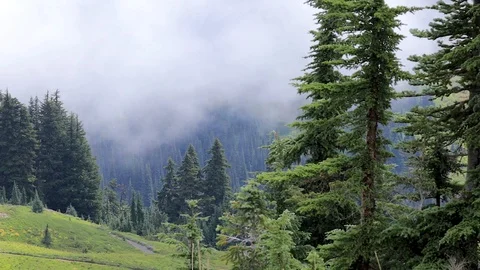Rolling white fog over mountain meadows Stock Footage 100961944