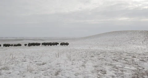 Rolling Winter Prairie with Herd of Bison Stock Footage 332445612