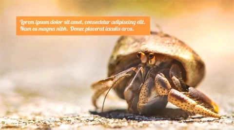 Rollout Slideshow Stock After Effects