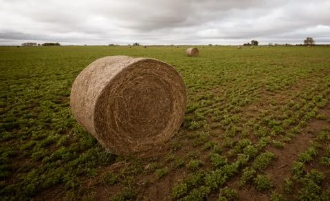 Rolls of dry grass Stock Photos