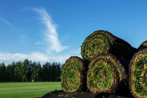 Rolls of fresh grass turf 写真素材