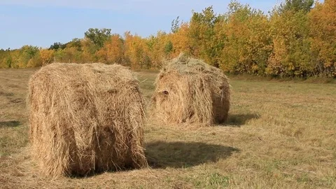 Rolls of hay and autumn forest Stock Footage 80632860