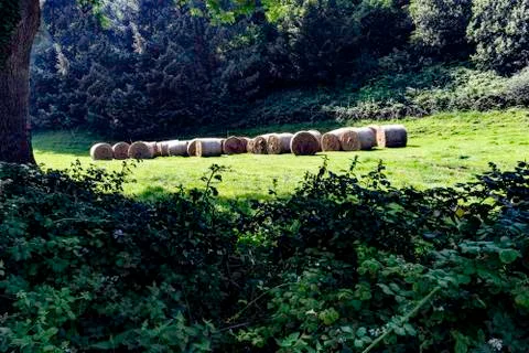 Rolls of hay drying in the sun. Stock Photos