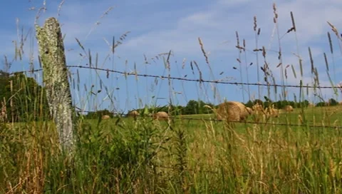 Rolls of hay in field Stock Footage 7734902