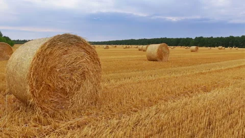 Rolls of Hay in a Field Stock Footage 106460060