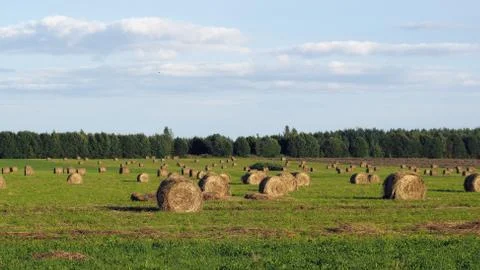 Rolls of hay on the field Stock Photos